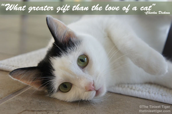 What Greater Gift Than The Love of a Cat #AdoptAShelterPet Month