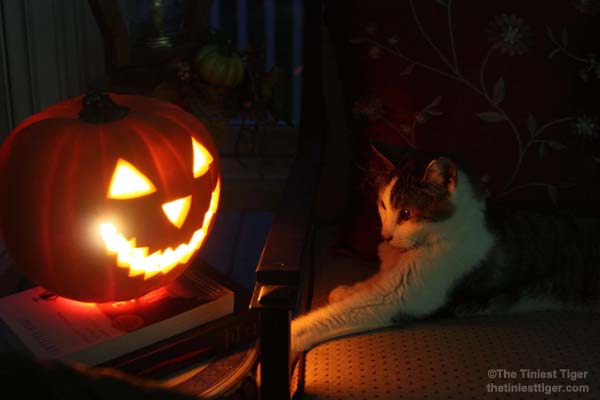 How To Help Your Cats Have a Safe and Happy Halloween