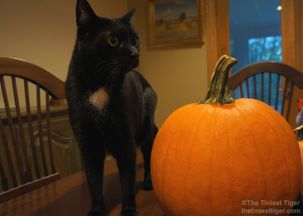 Mercy Pumpkin