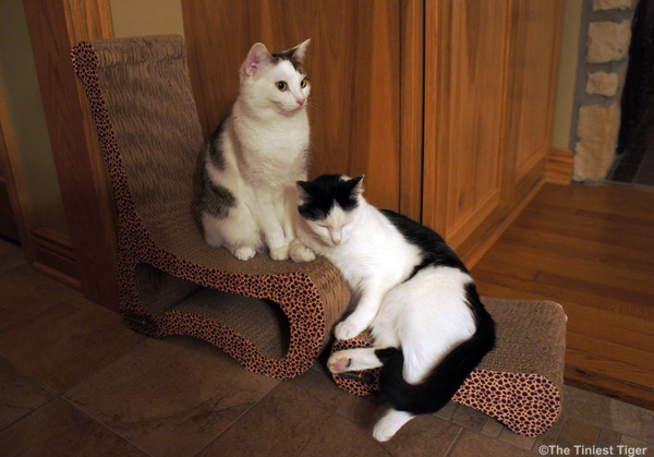 Annie and Eddie looking away on chair and ottoman