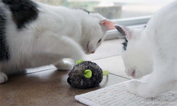 Annie and Eddie inspect the JG motor mouse toy