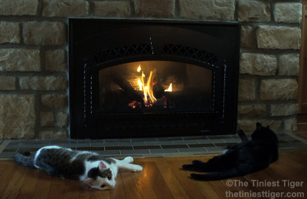 Give Thanks for Cats and Warmth