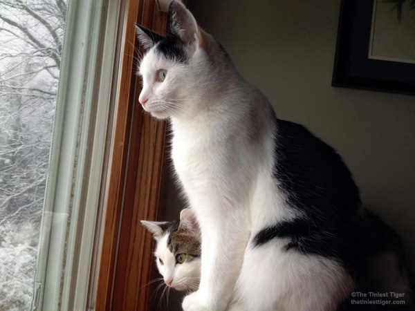 Eddie and Annie watching the snow