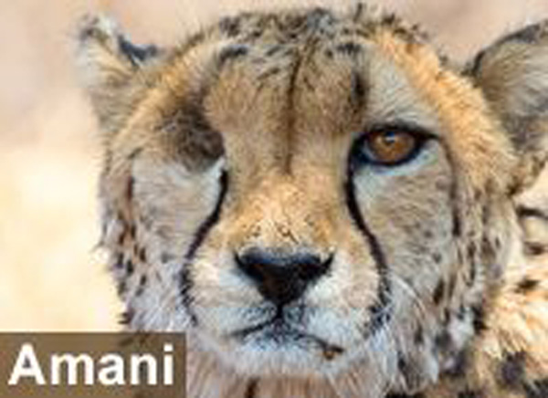 For Freya, Amani, Lentili and The Lion Guardians this Giving Tuesday