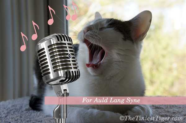 Cat Karaoke.  Happy New Year’s Eve!