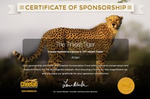 CCF Sponsorship certificate