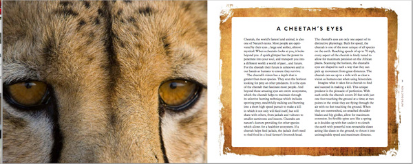 cheetah book image 1