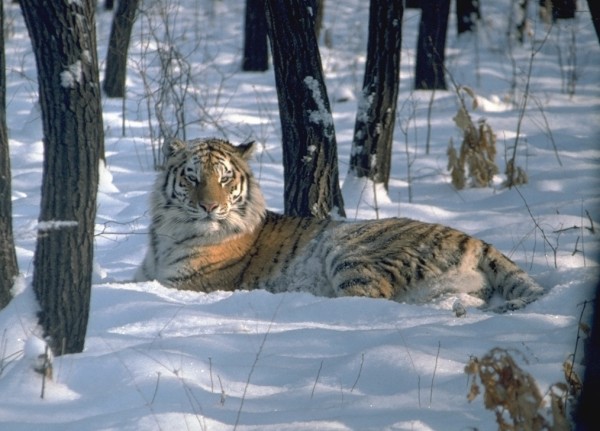 Amur tiger in snow