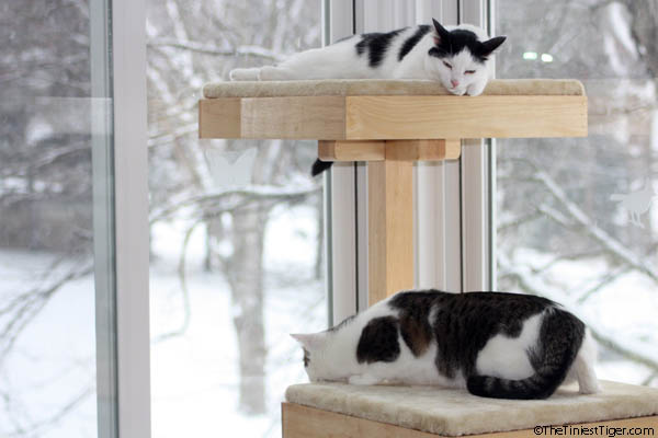 Snow Day For Cats!