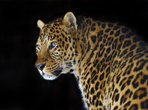 Leopard sound known as the sawing call