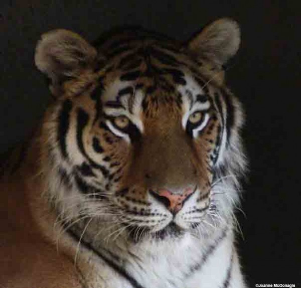 Siberian Tiger at Columbus Zoo Tiger Names for Cats