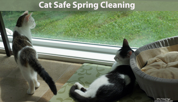 Cat Safe Spring Cleaning