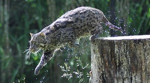 Minnow Kathy Newton Fishing Cat