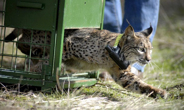 lynx released into the wild