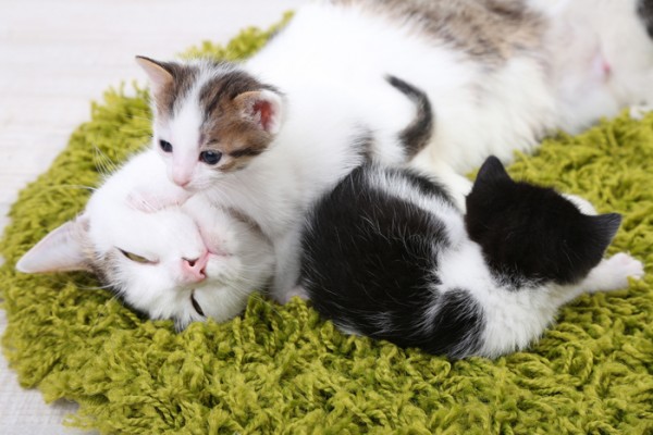 Mother cat with kittens