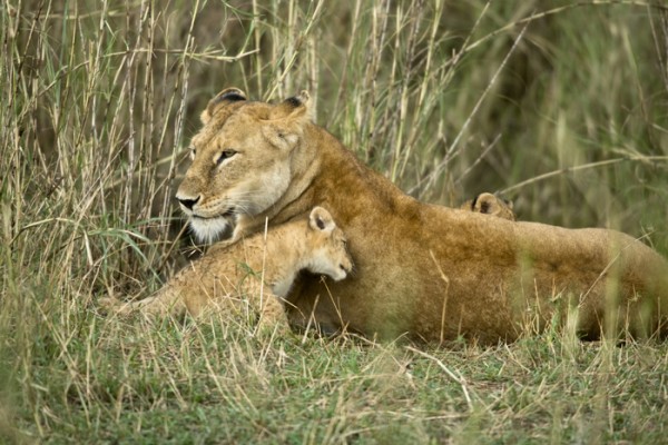 Lioness with her cub