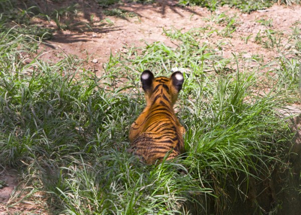Tiger cub in the grass