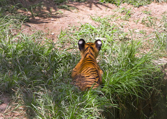 Tiger cub in the grass