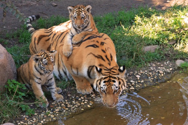 Tiger with cubs drinking water