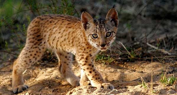 Iberian lynx Fauna & Flora International