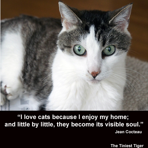 Cats Bring Joy into Your Home #FoodShelterLove