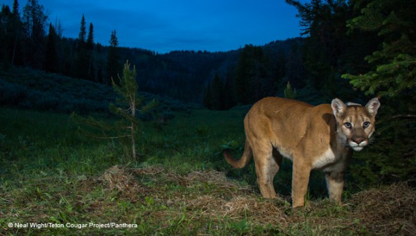 Cougar Teton Project Image