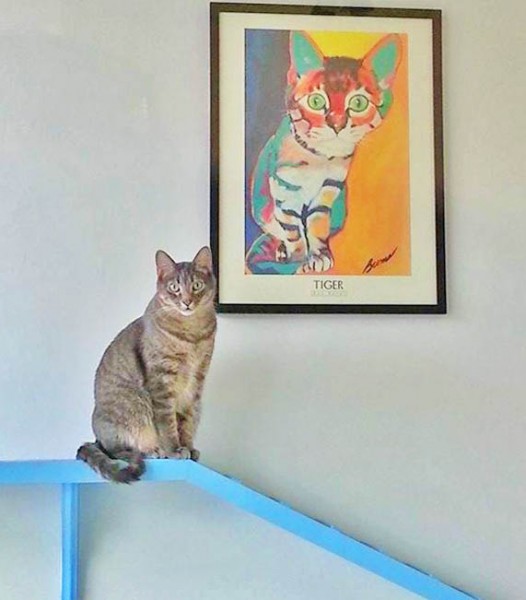 cat Dallas Cat Cafe