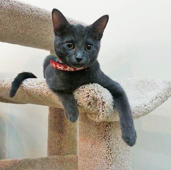 kitten at Cat Connection