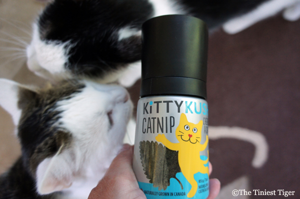 Cats Love Kitty Kush Catnip Giveaway