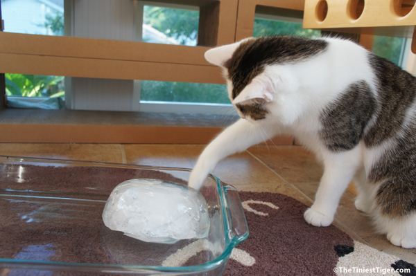 DIY Cool Cat Treat For Hot Summer Day