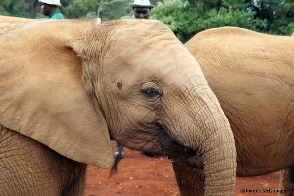 Edwin and the Elephants | World Elephant Day