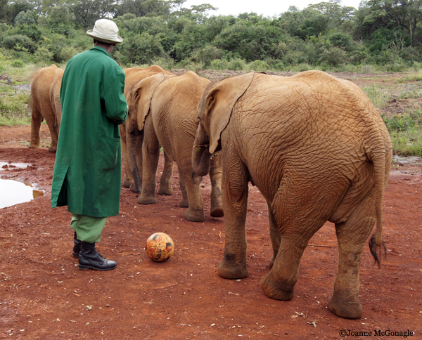 elephants single file