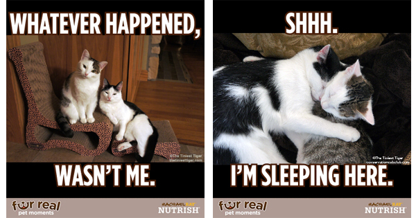 Enter the Fur Real #NutrishPetMoments Contest
