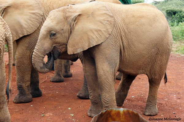 baby elephants at DSWT