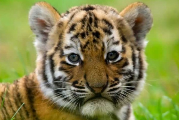 tiger cub image