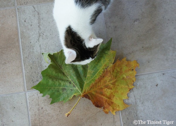 Annie and the big leaf