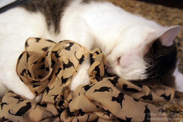 Annie with beige cat print scarf