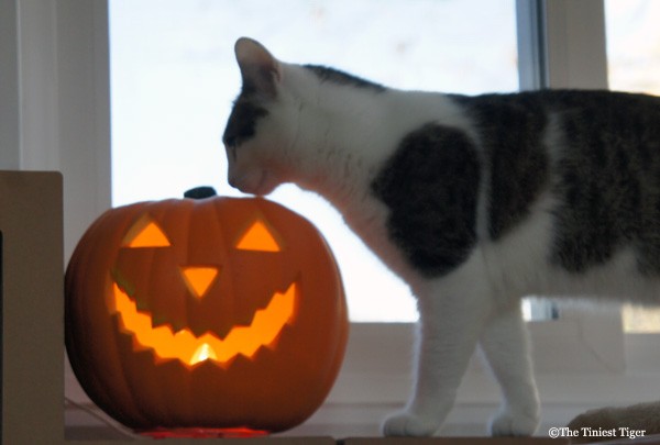 Annie and the Jack O Lantern