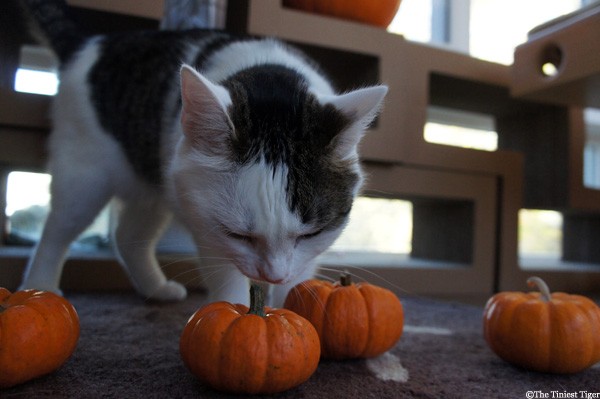 Annie sniffs pumpkins