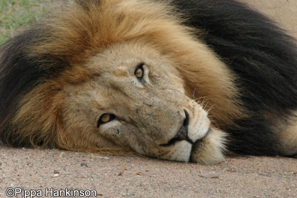 Pippa Hankinson lion image 