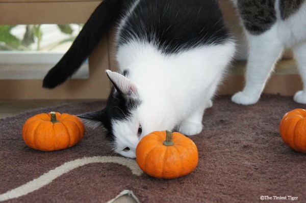 Eddie shoves a pumpkin