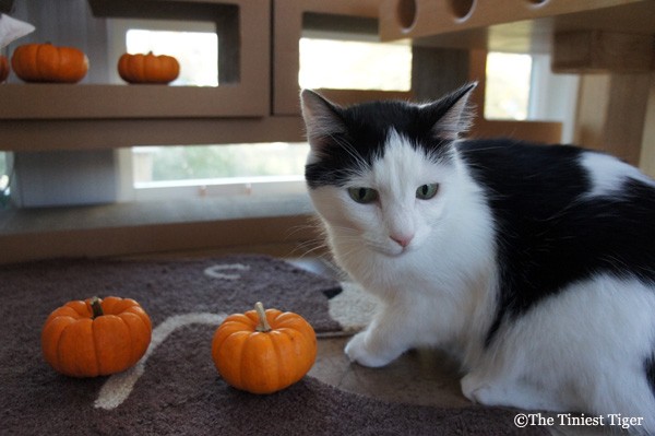 Eddie with little pumpkins