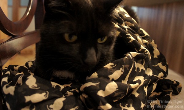 Mercy models the black cat print scarf