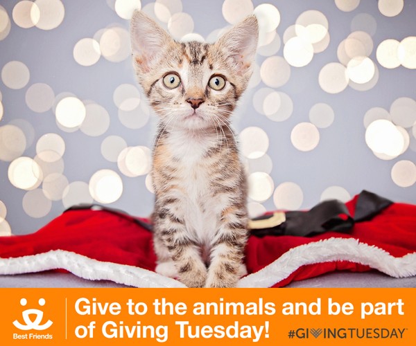 Best Friends Animal Society #GivingTuesday Help Save Them All - The Tiniest  Tiger