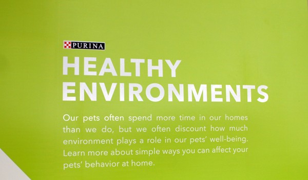 Healthy Environments for Cats