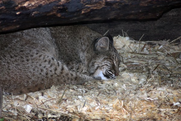 Bobcat sleeping