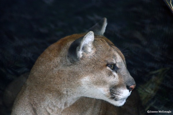 biggest mountain lion in the world