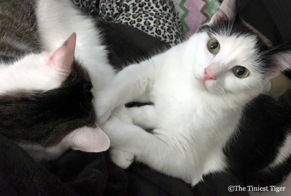 Eddie and Annie holding paws