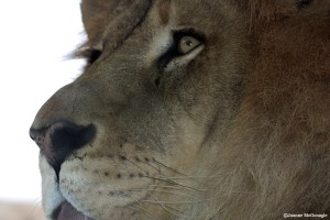 Lion Profile close up