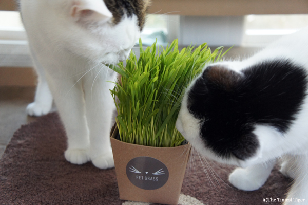 Cats Party With Whisker Greens #PetGrass